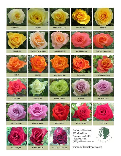 Magical assortment of various roses